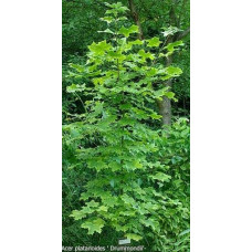 Клен гостролистий Друмонді | Acer platanoides Drummondii | Клён остролистный Друммонди