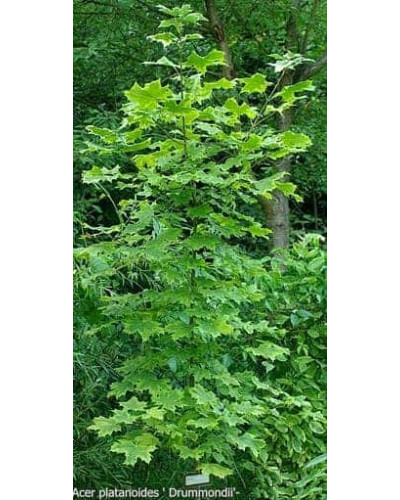 Клен гостролистий Друмонді | Acer platanoides Drummondii | Клён остролистный Друммонди