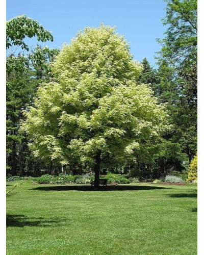 Клен гостролистий Друмонді | Acer platanoides Drummondii | Клён остролистный Друммонди
