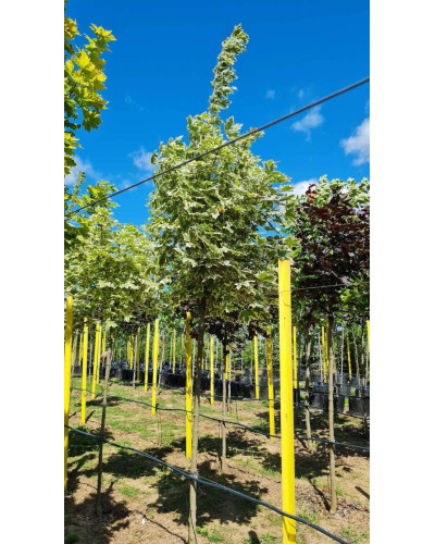 Клен гостролистий Друмонді | Acer platanoides Drummondii | Клён остролистный Друммонди