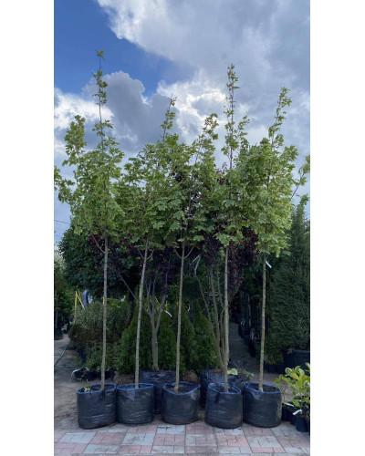 Клен гостролистий Друмонді | Acer platanoides Drummondii | Клён остролистный Друммонди
