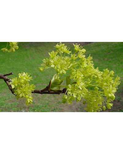 Клен гостролистий Друмонді | Acer platanoides Drummondii | Клён остролистный Друммонди