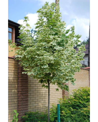 Клен гостролистий Друмонді | Acer platanoides Drummondii | Клён остролистный Друммонди
