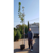 Клен гостролистий Друмонді | Acer platanoides Drummondii | Клён остролистный Друммонди
