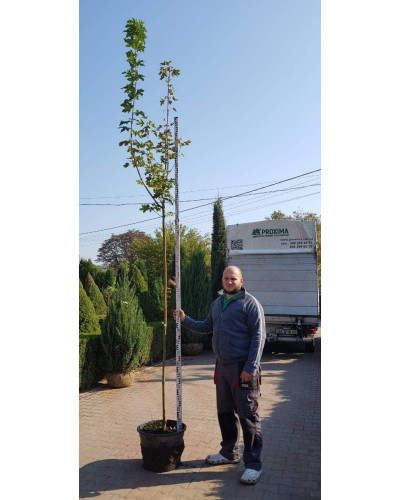 Клен гостролистий Друмонді | Acer platanoides Drummondii | Клён остролистный Друммонди