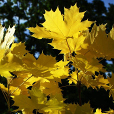 Клен гостролистий Друмонді | Acer platanoides Drummondii | Клён остролистный Друммонди