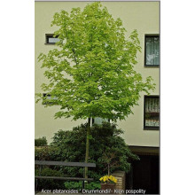 Клен гостролистий Друмонді | Acer platanoides Drummondii | Клён остролистный Друммонди