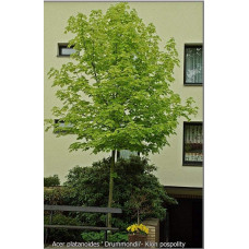 Клен гостролистий Друмонді | Acer platanoides Drummondii | Клён остролистный Друммонди