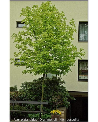 Клен гостролистий Друмонді | Acer platanoides Drummondii | Клён остролистный Друммонди