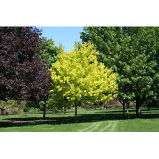 Клен гостролистий Друмонді | Acer platanoides Drummondii | Клён остролистный Друммонди