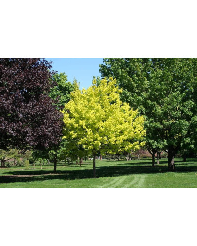 Клен гостролистий Друмонді | Acer platanoides Drummondii | Клён остролистный Друммонди
