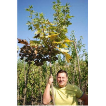 Клен гостролистий Друмонді | Acer platanoides Drummondii | Клён остролистный Друммонди