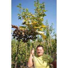 Клен гостролистий Друмонді | Acer platanoides Drummondii | Клён остролистный Друммонди