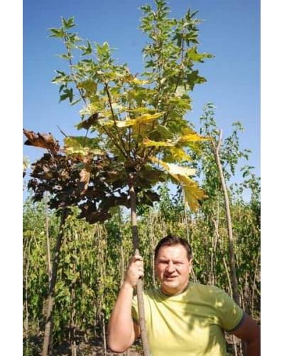 Клен гостролистий Друмонді | Acer platanoides Drummondii | Клён остролистный Друммонди