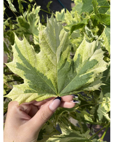 Клен гостролистий Друмонді | Acer platanoides Drummondii | Клён остролистный Друммонди