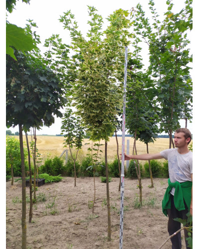 Клен гостролистий Друмонді | Acer platanoides Drummondii | Клён остролистный Друммонди