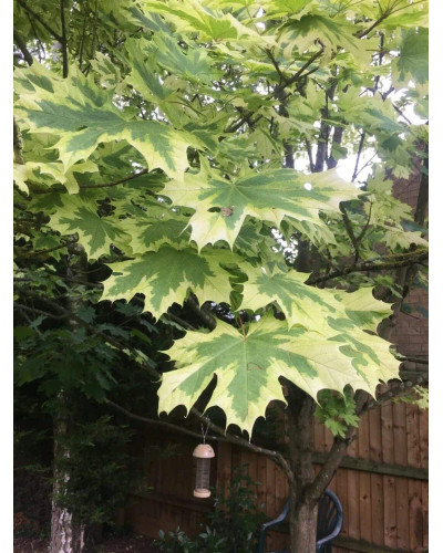 Клен гостролистий Друмонді | Acer platanoides Drummondii | Клён остролистный Друммонди