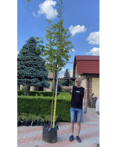 Клен гостролистий Друмонді | Acer platanoides Drummondii | Клён остролистный Друммонди