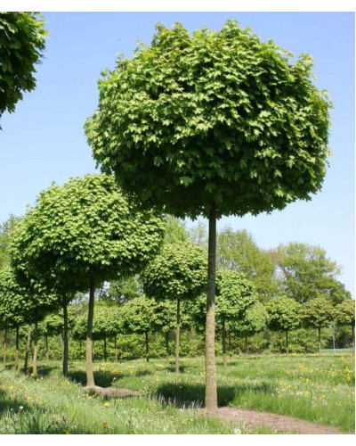Клен гостролистий Глобозум | Acer platanoides Globosum | Клен остролистный Глобозум