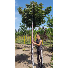 Клен гостролистий Глобозум | Acer platanoides Globosum | Клен остролистный Глобозум