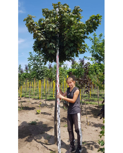 Клен гостролистий Глобозум | Acer platanoides Globosum | Клен остролистный Глобозум
