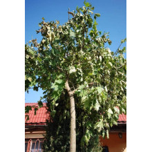 Клен гостролистий Глобозум | Acer platanoides Globosum | Клен остролистный Глобозум