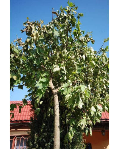 Клен гостролистий Глобозум | Acer platanoides Globosum | Клен остролистный Глобозум