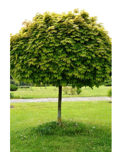 Клен гостролистий Глобозум | Acer platanoides Globosum | Клен остролистный Глобозум