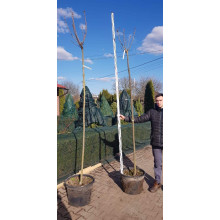 Клен гостролистий Глобозум | Acer platanoides Globosum | Клен остролистный Глобозум