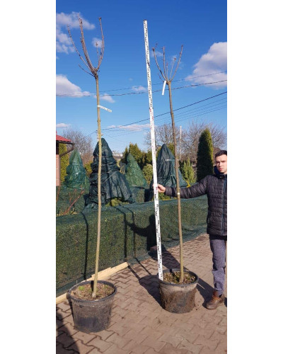Клен гостролистий Глобозум | Acer platanoides Globosum | Клен остролистный Глобозум