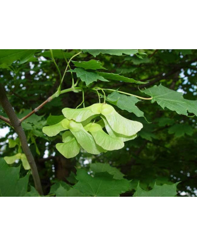 Клен гостролистий Глобозум | Acer platanoides Globosum | Клен остролистный Глобозум