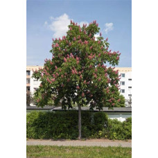 Каштан кінський Бріоті | Aesculus carnea Briotii | Каштан конский мясо-красный Бриоти