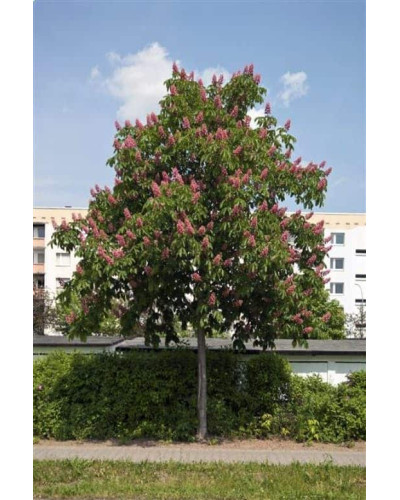 Каштан кінський Бріоті | Aesculus carnea Briotii | Каштан конский мясо-красный Бриоти
