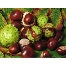 Каштан кінський Бріоті | Aesculus carnea Briotii | Каштан конский мясо-красный Бриоти