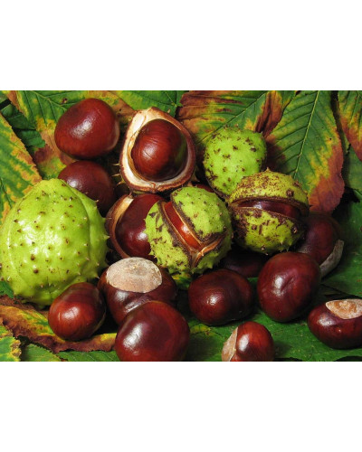 Каштан кінський Бріоті | Aesculus carnea Briotii | Каштан конский мясо-красный Бриоти