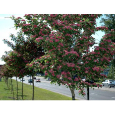 Каштан кінський Бріоті | Aesculus carnea Briotii | Каштан конский мясо-красный Бриоти