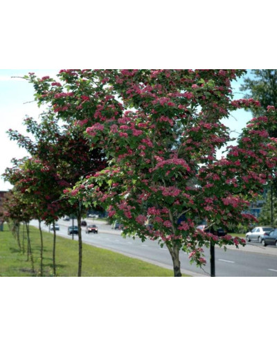 Каштан кінський Бріоті | Aesculus carnea Briotii | Каштан конский мясо-красный Бриоти
