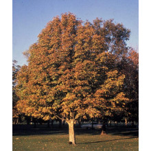 Каштан кінський Бріоті | Aesculus carnea Briotii | Каштан конский мясо-красный Бриоти