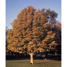 Каштан кінський Бріоті | Aesculus carnea Briotii | Каштан конский мясо-красный Бриоти