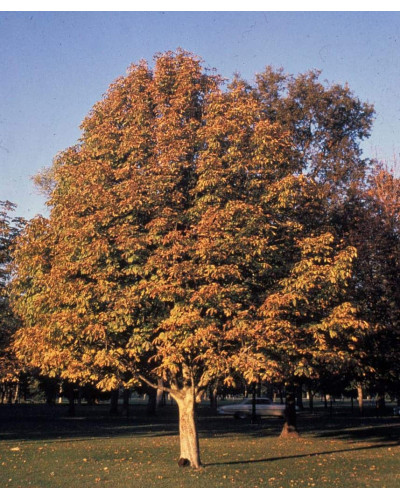 Каштан кінський Бріоті | Aesculus carnea Briotii | Каштан конский мясо-красный Бриоти