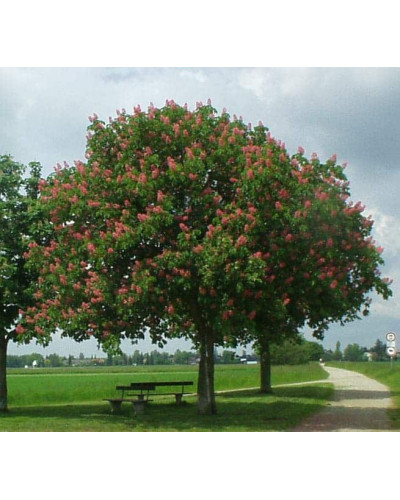 Каштан кінський Бріоті | Aesculus carnea Briotii | Каштан конский мясо-красный Бриоти