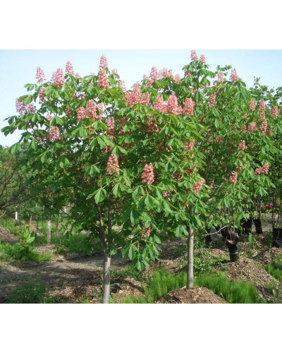 Каштан кінський Бріоті | Aesculus carnea Briotii | Каштан конский мясо-красный Бриоти