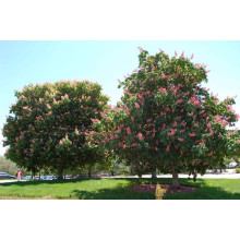 Каштан кінський Бріоті | Aesculus carnea Briotii | Каштан конский мясо-красный Бриоти
