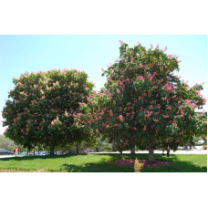 Каштан кінський Бріоті | Aesculus carnea Briotii | Каштан конский мясо-красный Бриоти