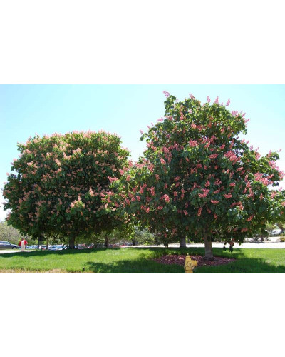 Каштан кінський Бріоті | Aesculus carnea Briotii | Каштан конский мясо-красный Бриоти