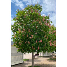Каштан кінський Бріоті | Aesculus carnea Briotii | Каштан конский мясо-красный Бриоти