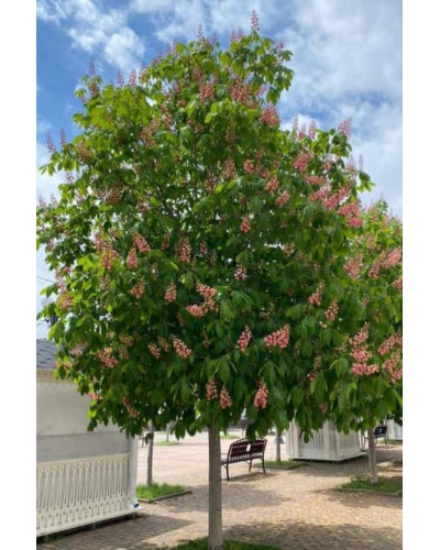 Каштан кінський Бріоті | Aesculus carnea Briotii | Каштан конский мясо-красный Бриоти