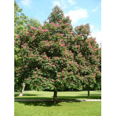 Каштан кінський Бріоті | Aesculus carnea Briotii | Каштан конский мясо-красный Бриоти