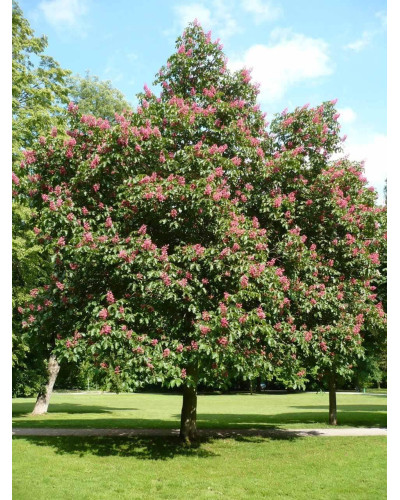 Каштан кінський Бріоті | Aesculus carnea Briotii | Каштан конский мясо-красный Бриоти
