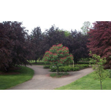 Каштан кінський Бріоті | Aesculus carnea Briotii | Каштан конский мясо-красный Бриоти